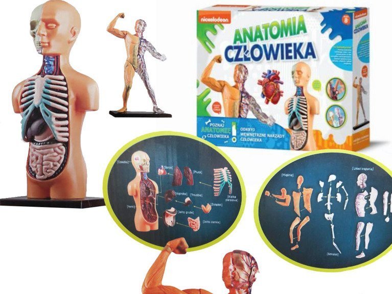 Anatomia Człowieka Dla Dzieci Do Druku Anatomia Człowieka Poznaj Wewnętrzne Narządy - sklep DamiZabawki.pl