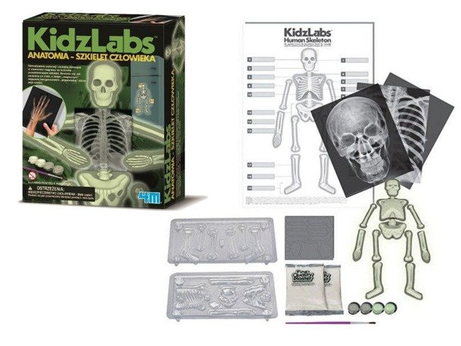 4M KidzLabs Zestaw Anatomia - Szkielet Człowieka